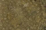 Polished Fossil Rugose Coral Slab - Morocco #276206-1